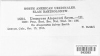Uromyces alopecuri image